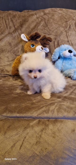 Szpic pomeranian chłopak