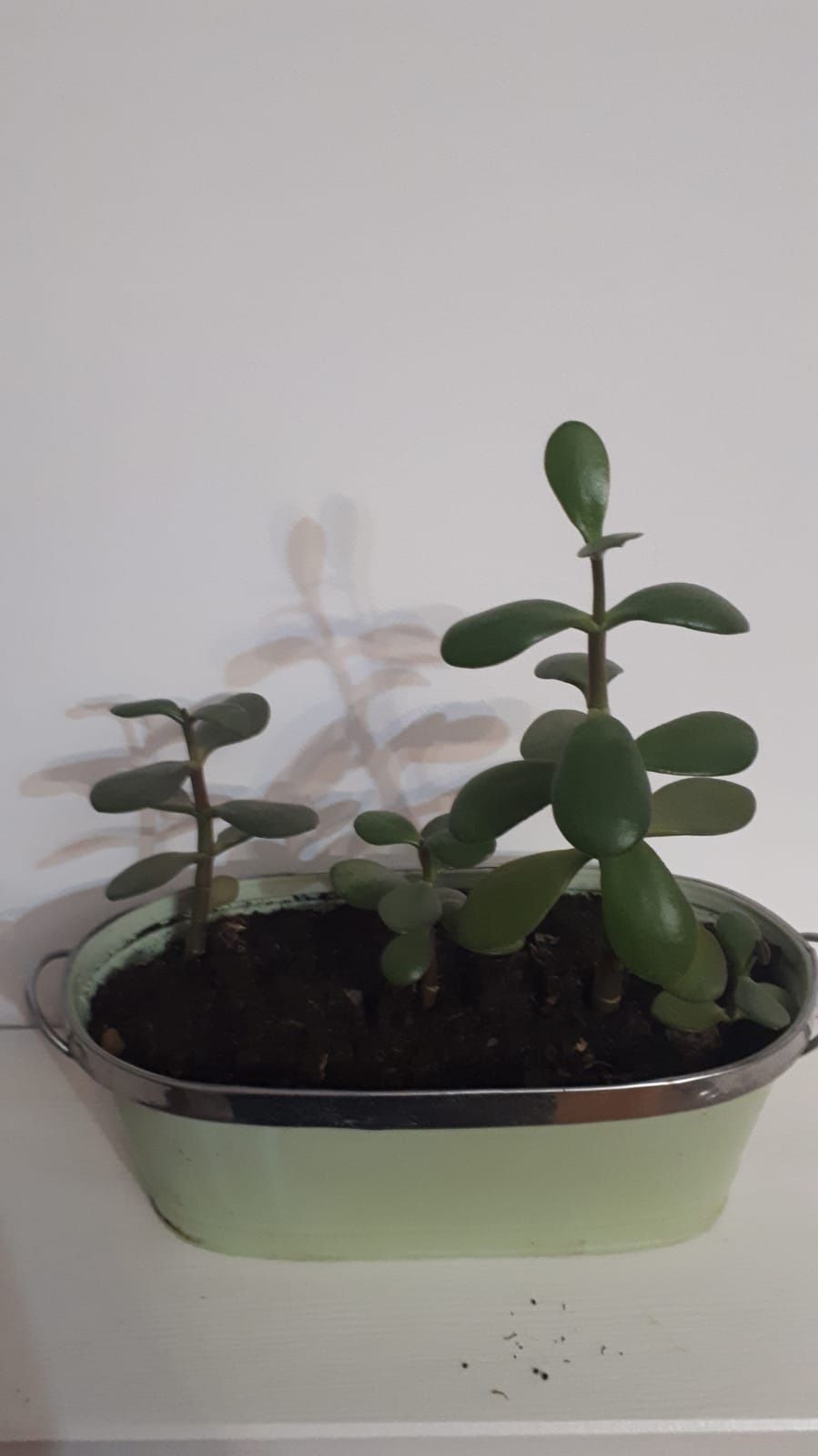 Filodendron czerwieniejący kolekcjonerski