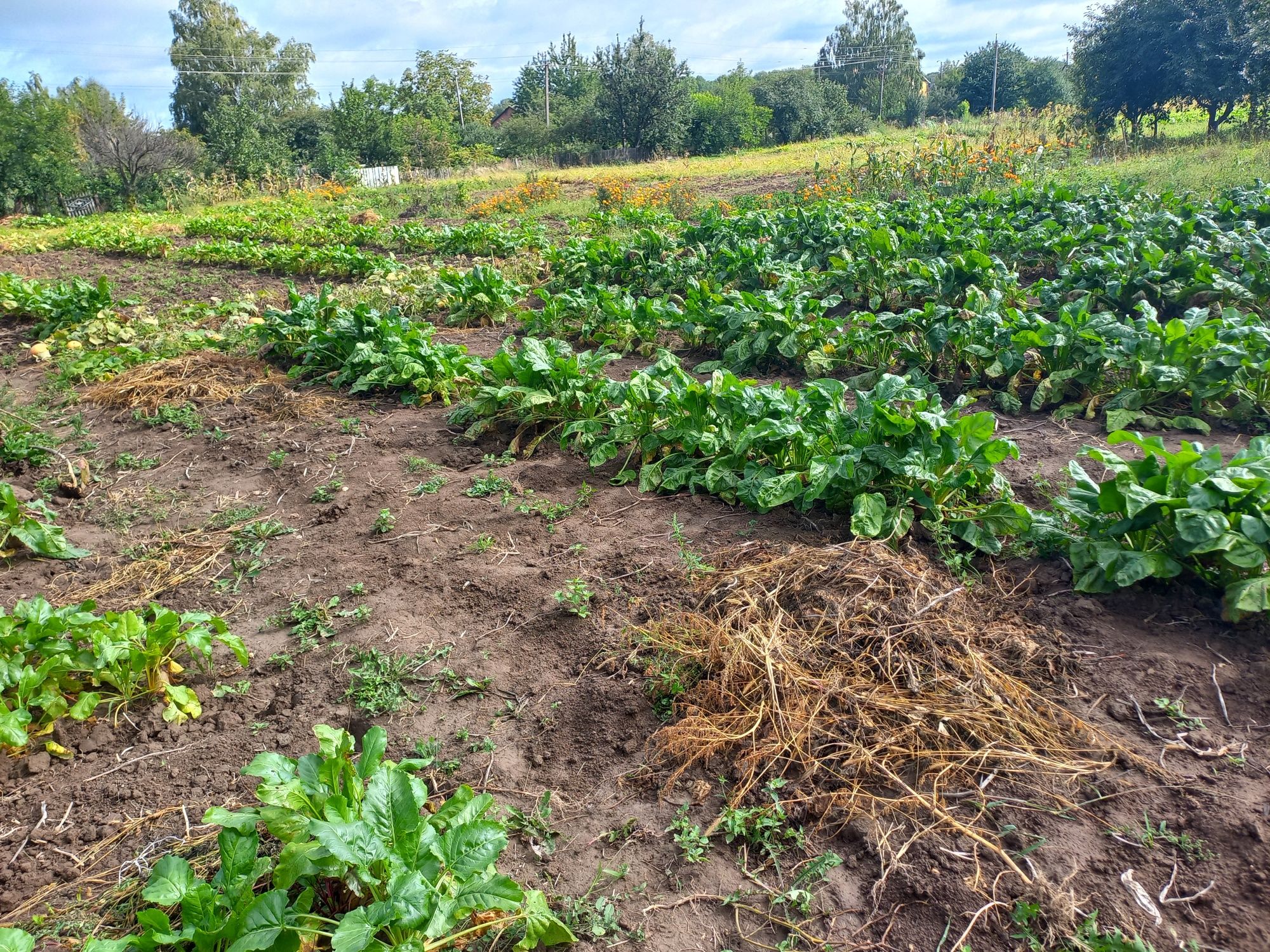 Продам земельну ділянку