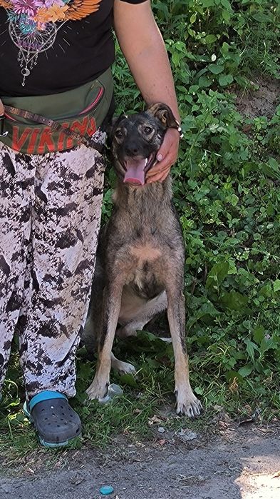 Подаруйте родину дівчинці собака пес дівчинка безкоштовно притулок дім