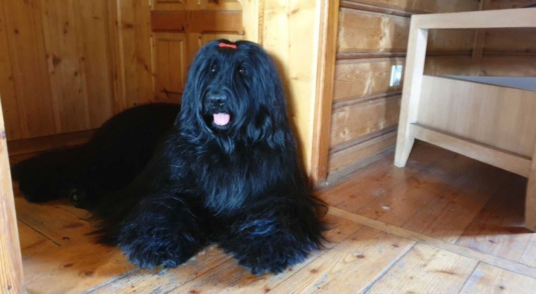 Owczarek francuski briard rezerwacje 2025/2026