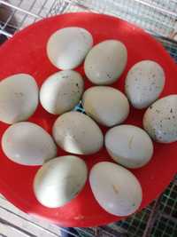 Jajka lęgowe przepiórek rasy celadon