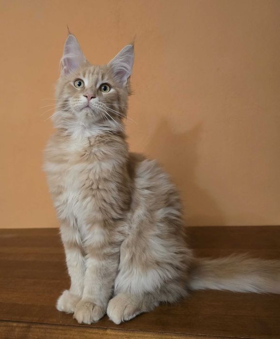 Kremowy kocurek Maine Coon