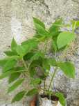 Salva Ananás - Salvia elegans