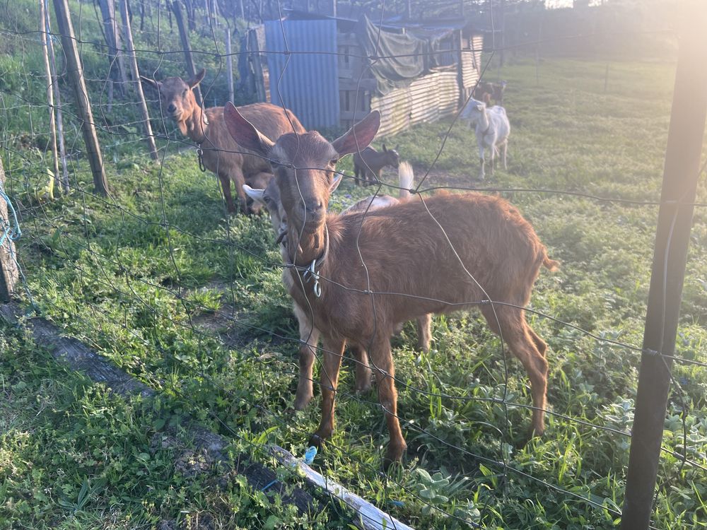 Duas cabras um macho e uma cria