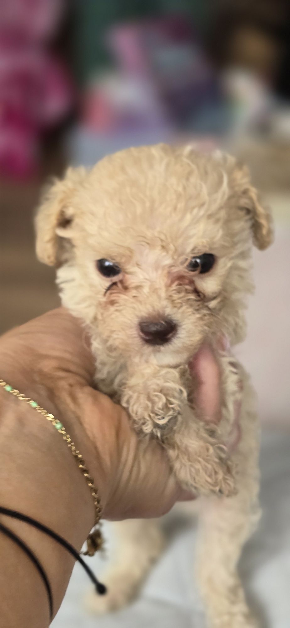 Malutki Maltipoo