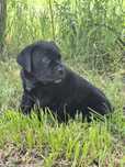 Czarny Cane Corso Italiano szczeniak Rodowód mocni rodzice szczeniacze