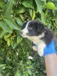 Border collie Femea