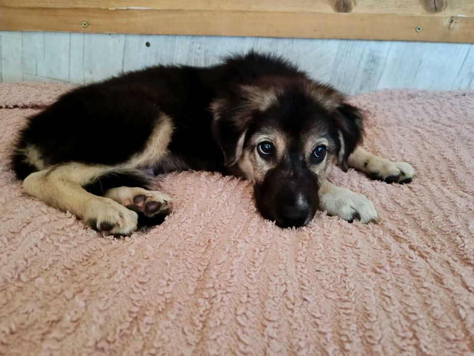 SZEPT 6 mies. pies idealny pod każdym względem. Akceptuje koty