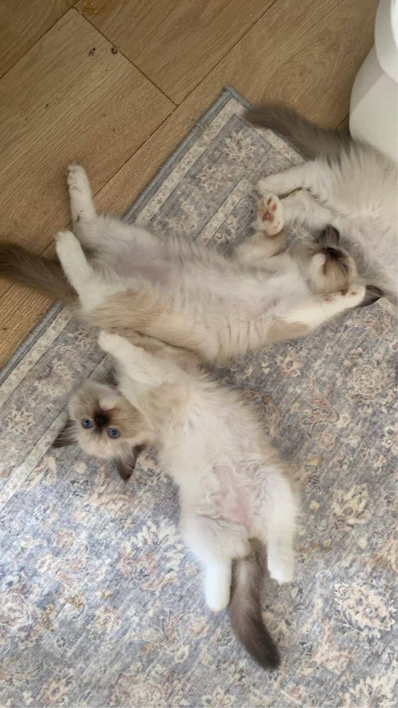 Kocurek seal mitted Ragdoll