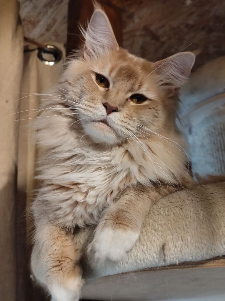 Maine Coon LIAM Ashantu*PL doskonały kocurek