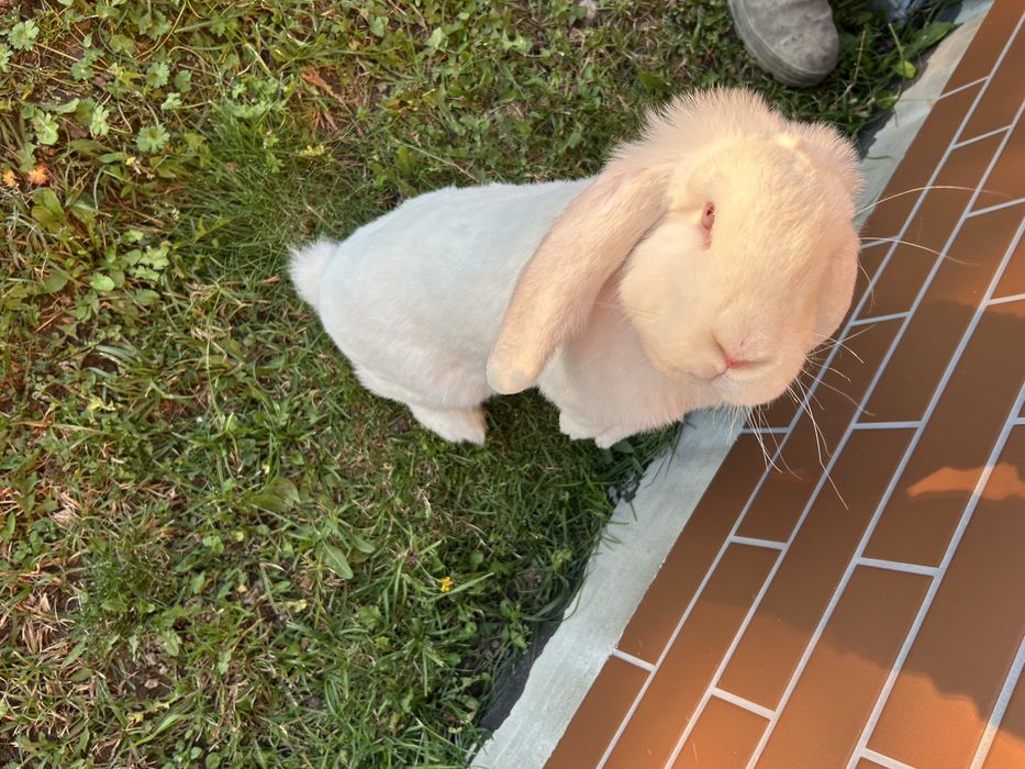 Baran francuski biały