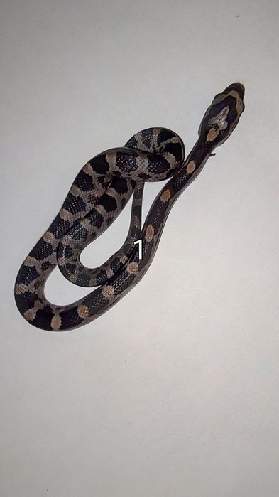 Węże zbożowe maluchy