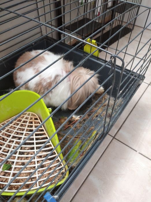 Piękny królik samiczka