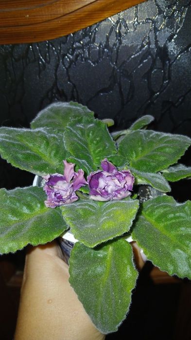 Фиалка сереневая