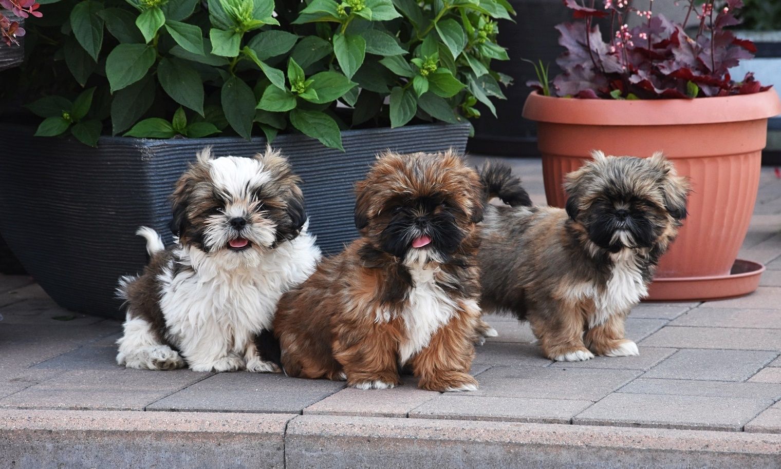 Suczka Shih-Tzu !