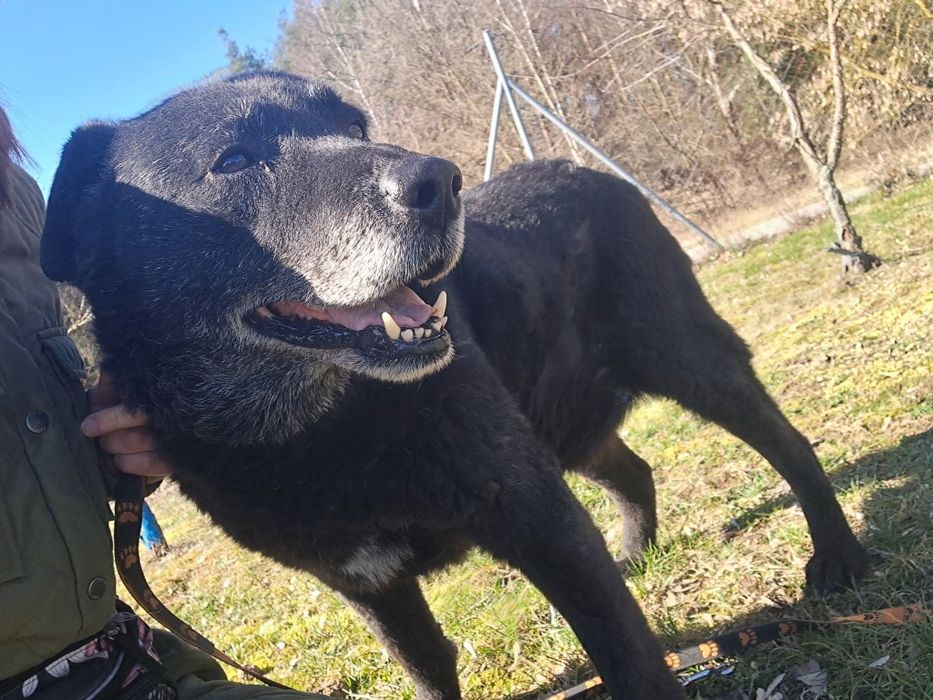 Uroczy Otis czeka na dom