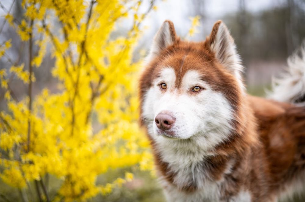 Mieszaniec Husky i Malamuta. Charakterny rudy północniak dla znawcy