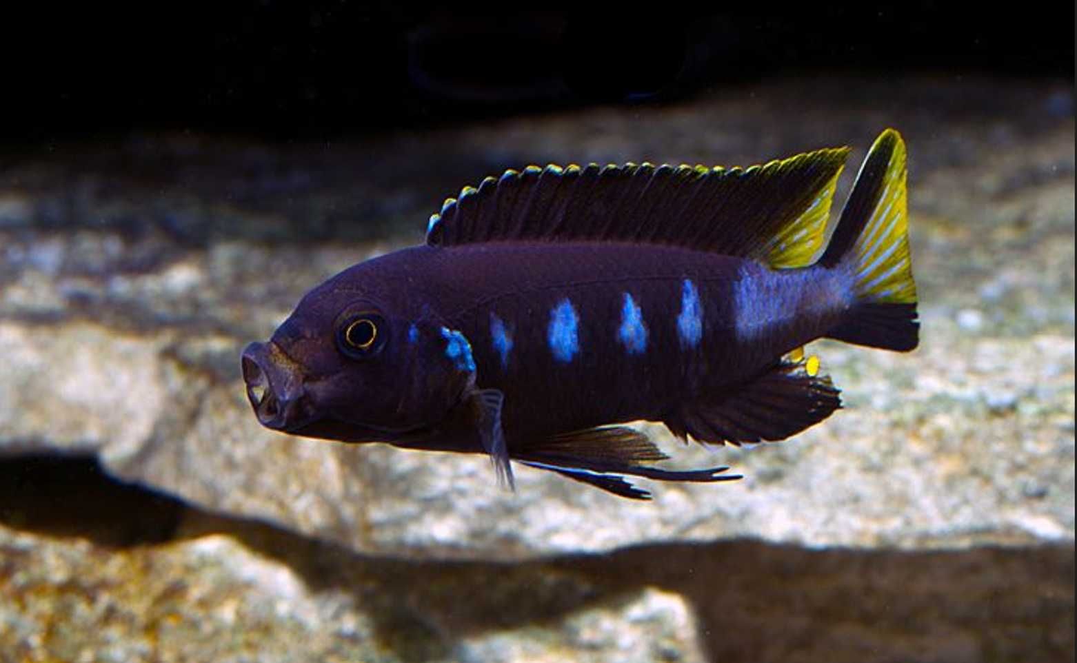 Metriaclima elongatus Chewere - dowóz, wysyłka