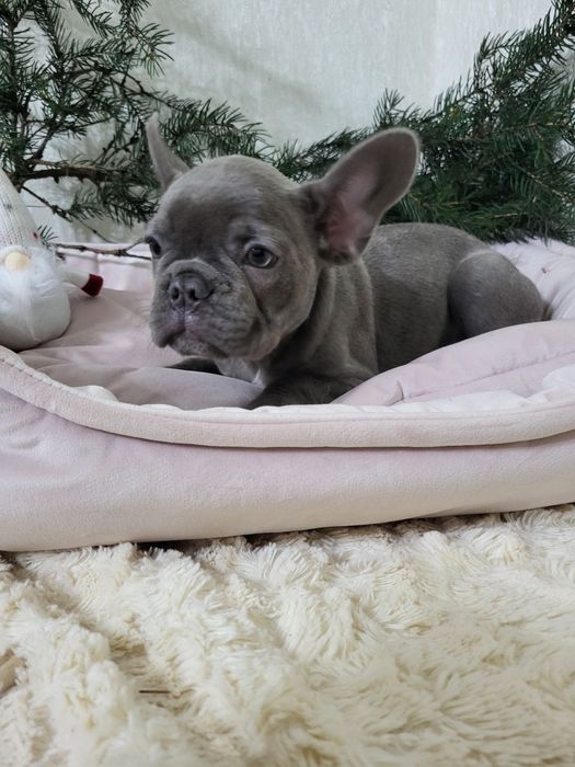 Французький бульдог