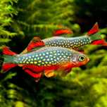 Razbory GB Microrasbora Galaxy razbora galaxy Danio margaritatus