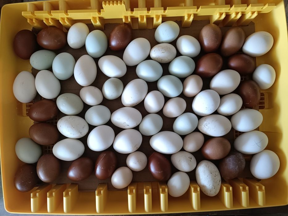 Pintos Marans, ayam ketawa, paduanas, araucanas, andaluzas surenha mor