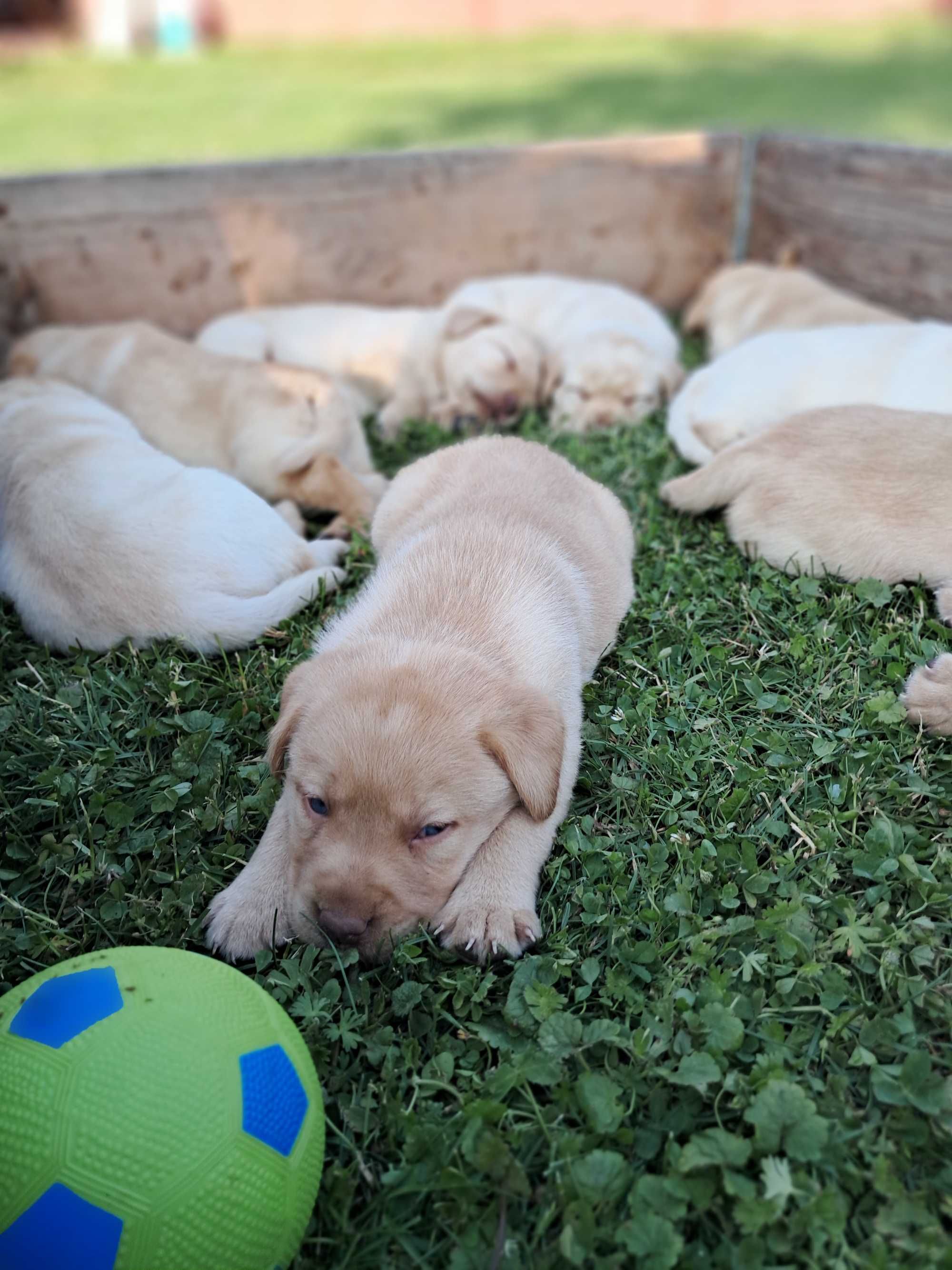 Sprzedam Labrador retriever