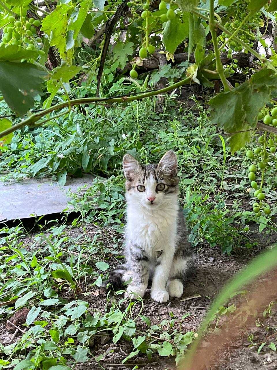 Котята добрым хозяевам, пожалуйста!