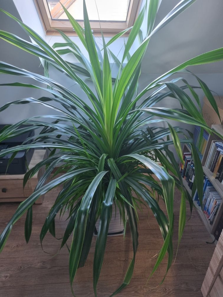 Pandan pandanus veitchii