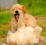 Chłopczyk linii Amerykański Golden Retriever