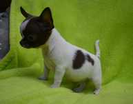 Chihuahua krótkowłosa piesek Dior malutki