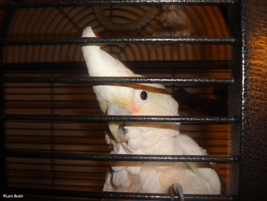 Cacatua Corella  com dois anos