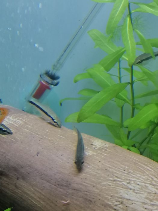 Rybki kosiarki-grubowarg.