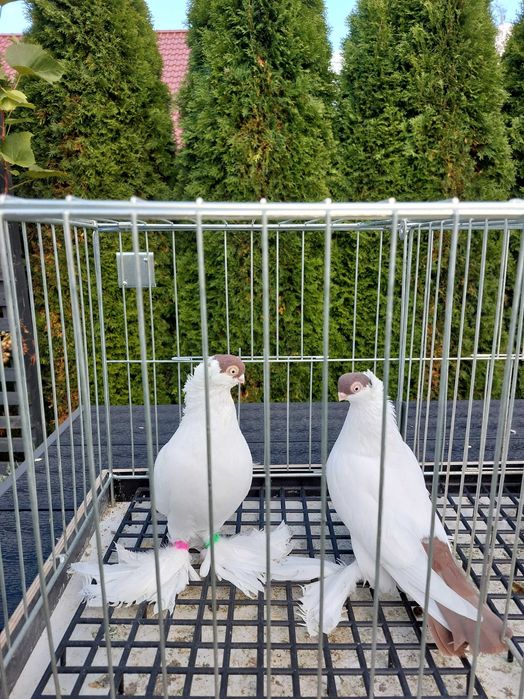 Krymki białostockie para 24r