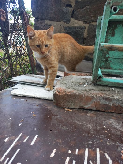 Рижулька  в найкращу сім'ю