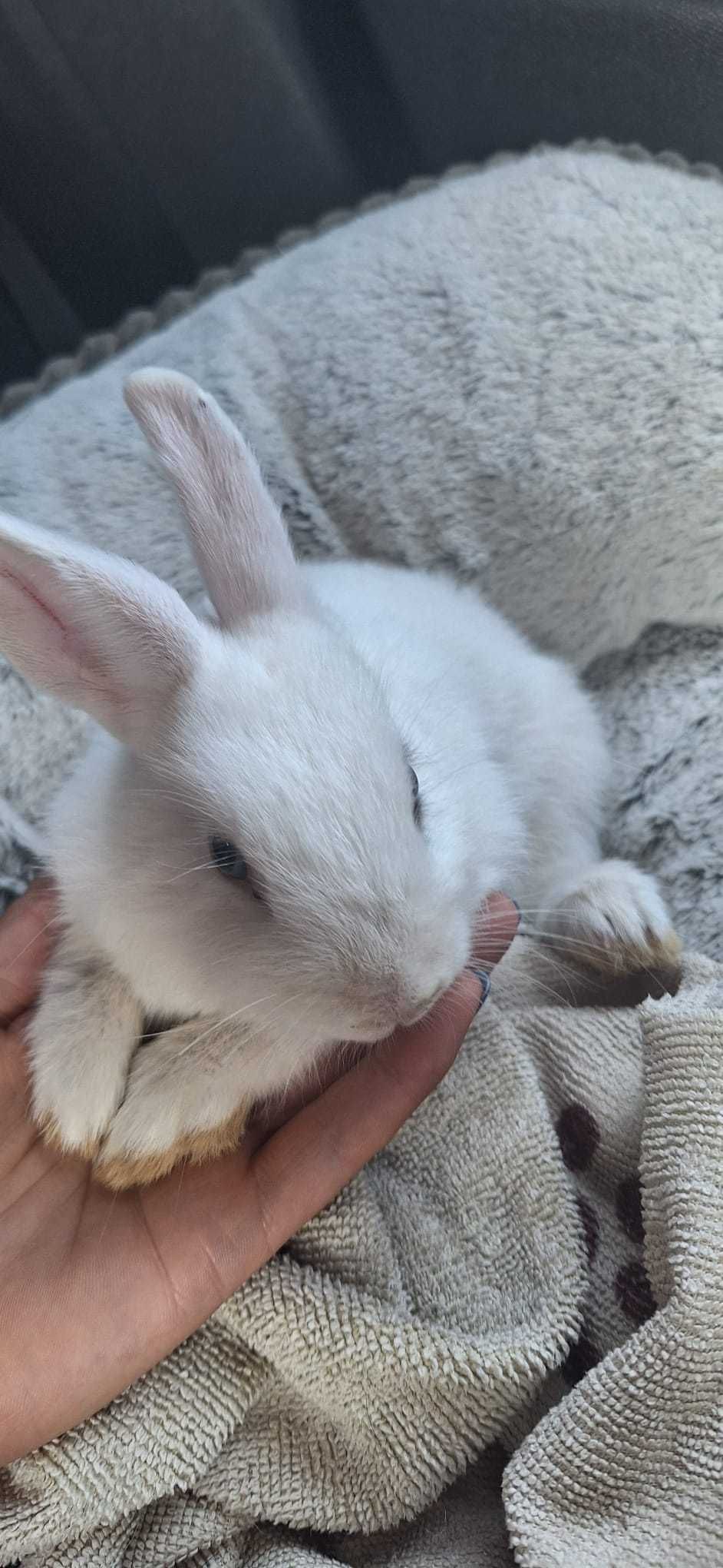 Coelhinha anã muito linda e meiguinha