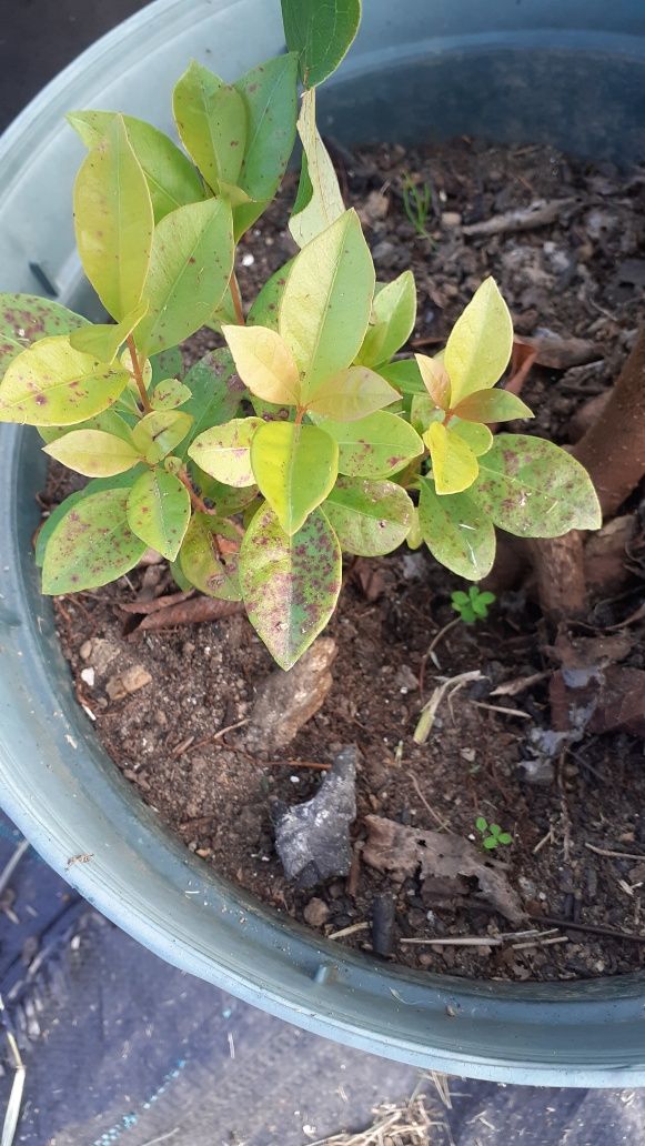 Plantas árvores exoticas