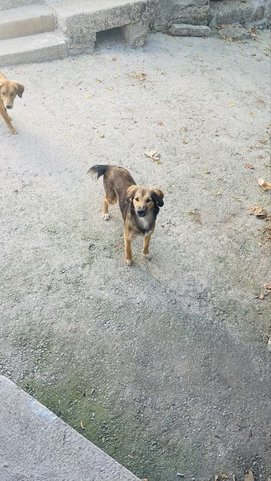 Adopção 2 cadelas brincalhonas e meigas