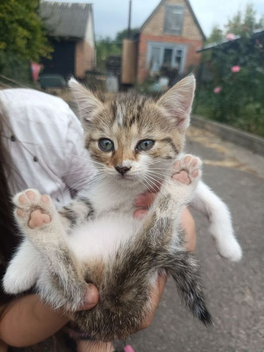 Кошенята, віддамо в добрі руки