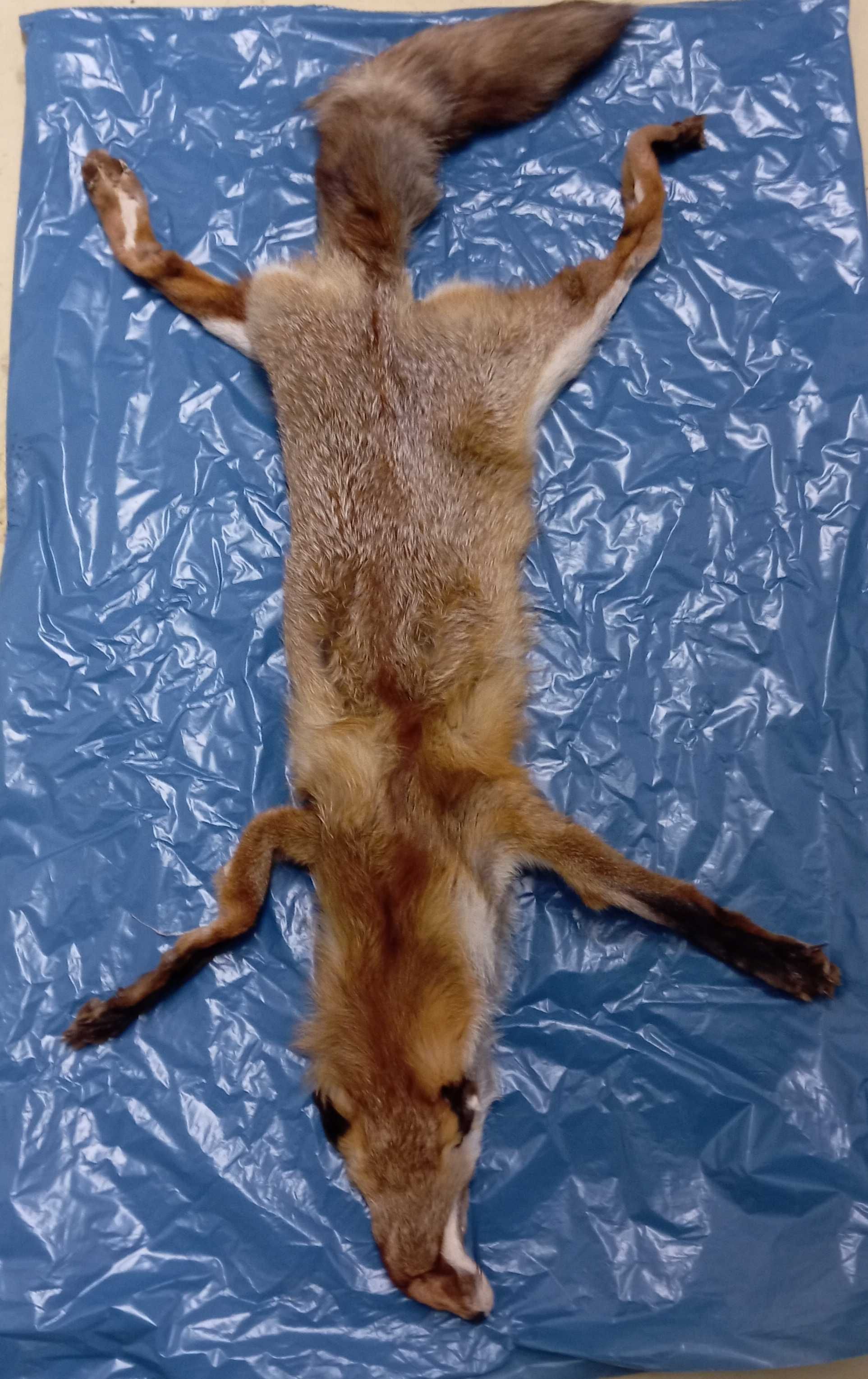 Skóra garbowana naturalna z lisa rudego