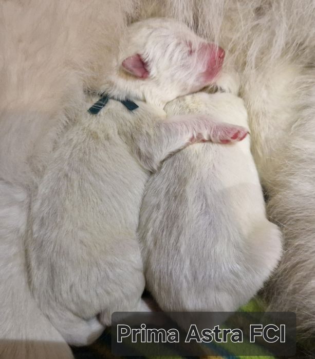 Samoyed Hodowla Prima Astra FCI ZKwP