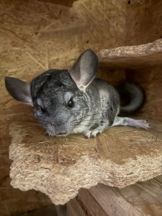 Dwie szynszyle z wolierą- samiczki