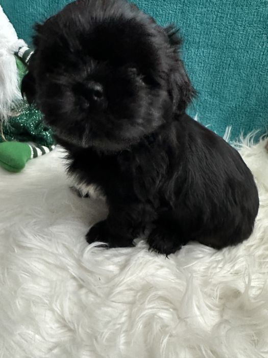 Shih-tzu śliczny czarny piesek