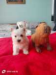 West Highland  White Terrier
