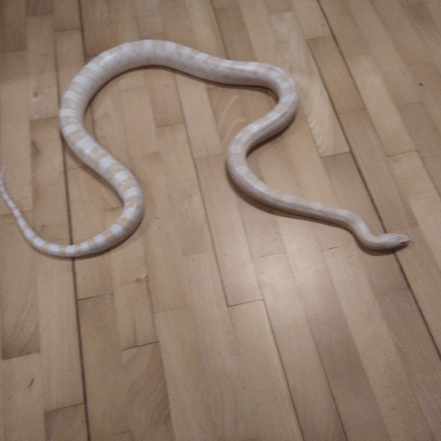 Wąż zbożowy zbożówka.