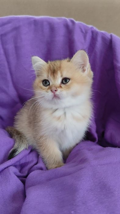 Прямоухие вислоухие шикарные котята золотая шиншилла мальчик девочка