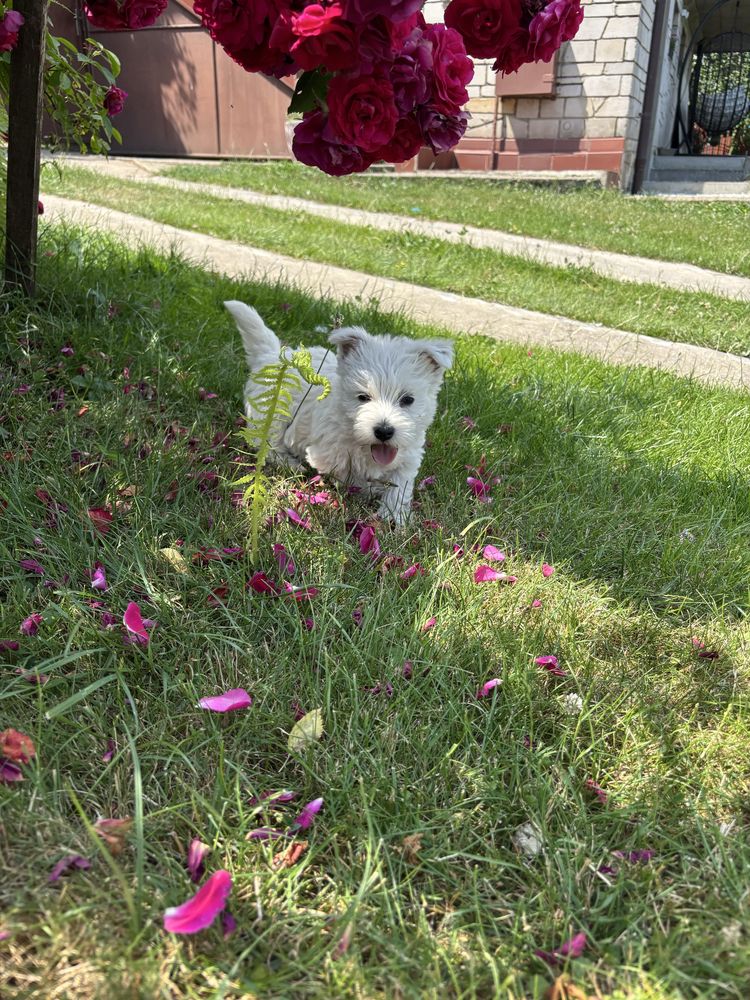 Piesek  West Highland white terrier