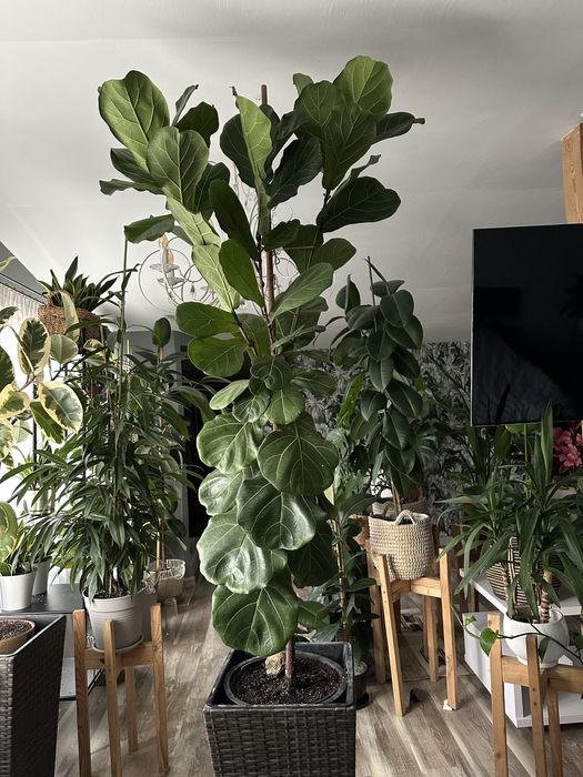 Фікус Лірата дерево