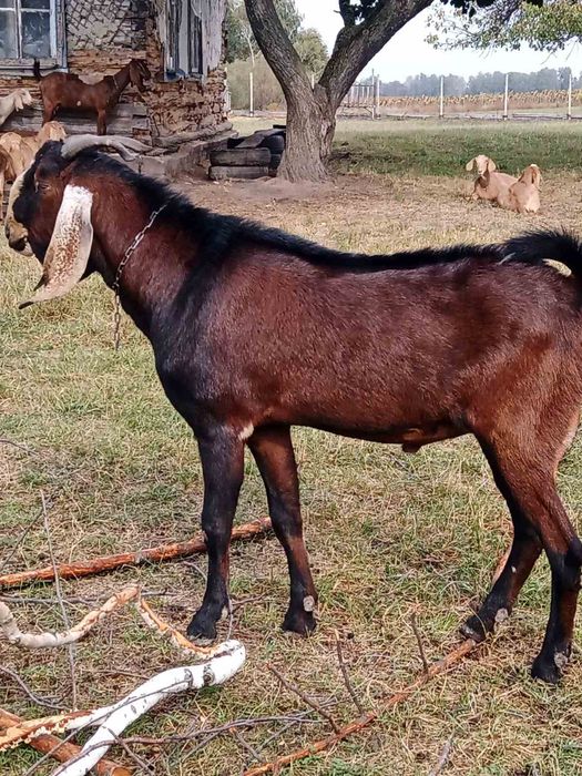 Козел нубо каморі 47%