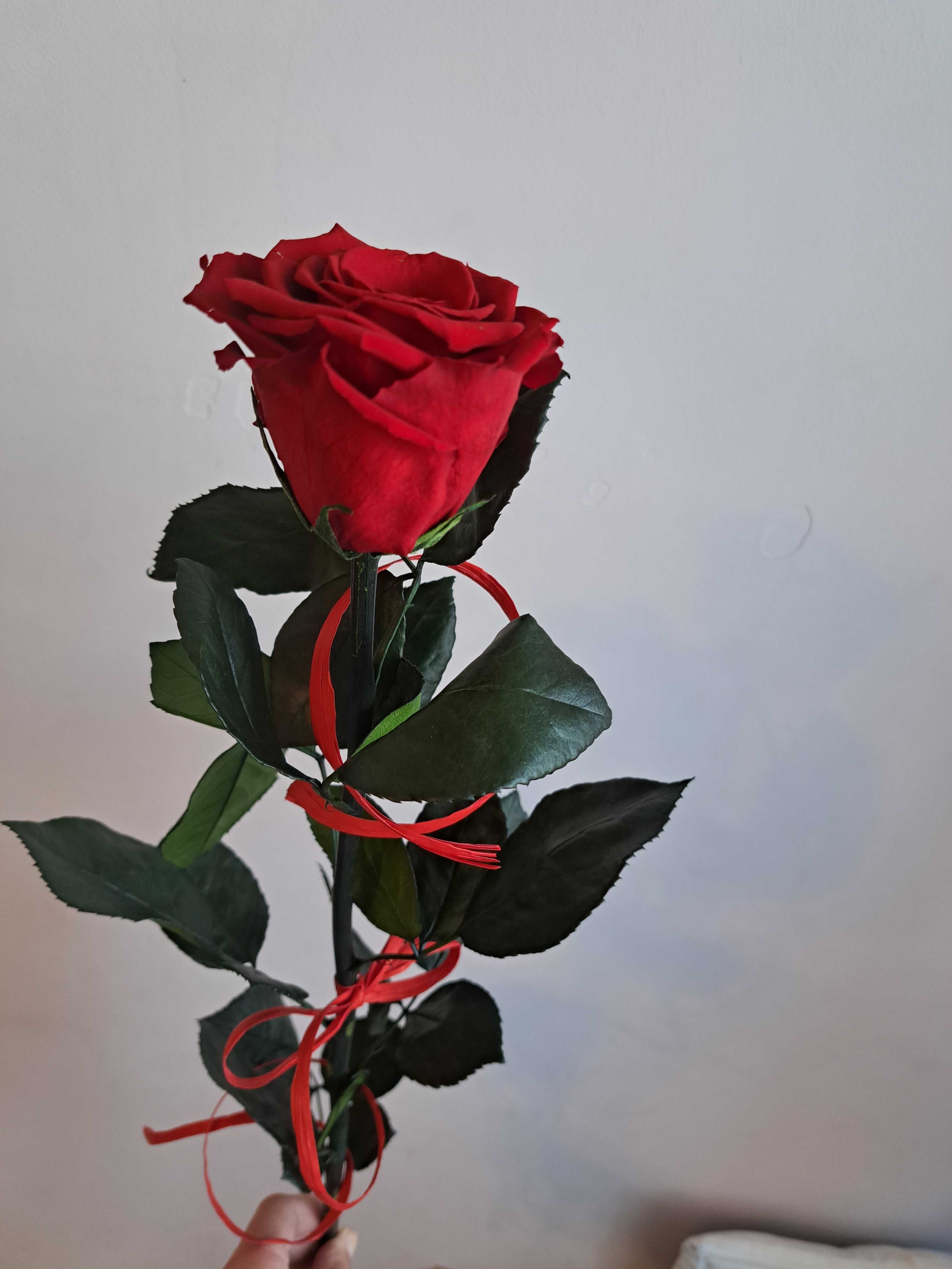 Wieczna róża stabilizowana żywa